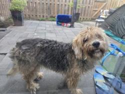 Found/Stray Unknown Dog last seen Near falconer dr, Mississauga, ON L5N 1B5