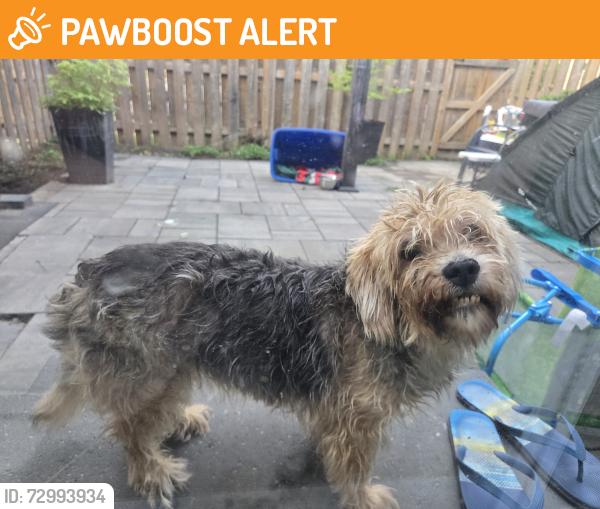 Found/Stray Unknown Dog last seen Near falconer dr, Mississauga, ON L5N 1B5