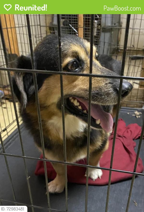 Reunited Male Dog last seen CR 919 but water towers, Crowley, TX 76036
