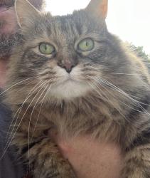 Lost Female Cat last seen Pelham and Ecorse , Taylor, MI 48180