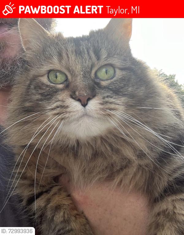 Lost Female Cat last seen Pelham and Ecorse , Taylor, MI 48180