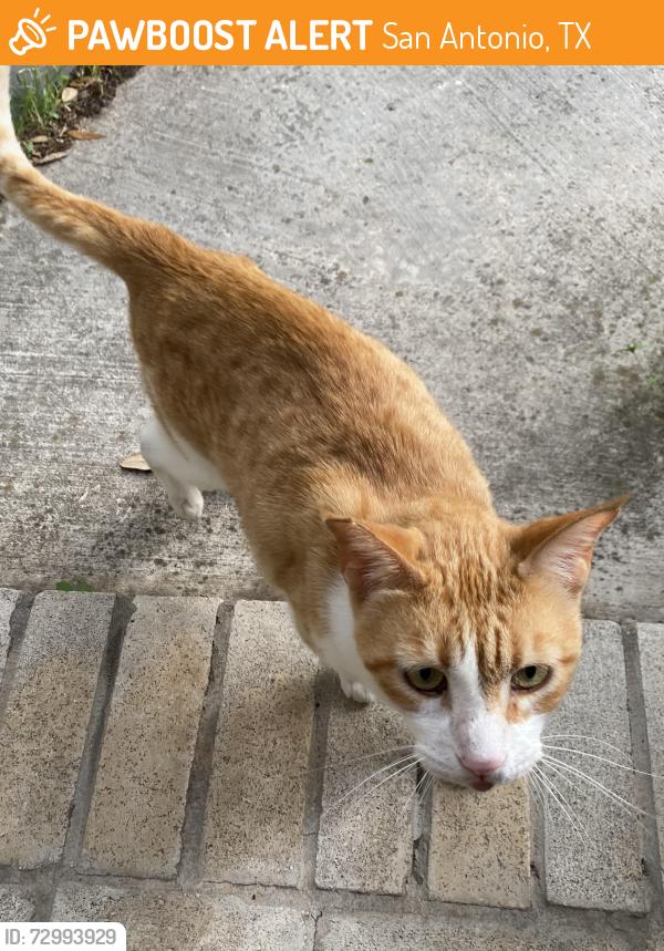 Found/Stray Female Cat last seen Thousand Oaks and Jones Maltberger, San Antonio, TX 78247