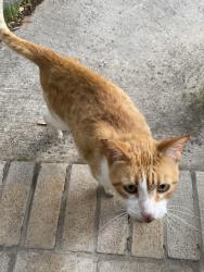 Found/Stray Female Cat last seen Thousand Oaks and Jones Maltberger, San Antonio, TX 78247