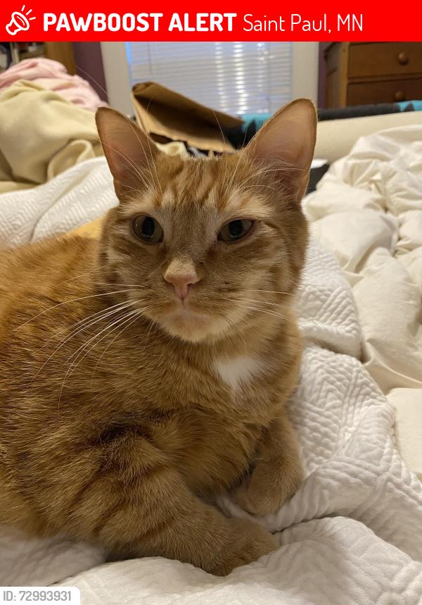 Lost Male Cat last seen St Clair Ave and Chatsworth, Saint Paul, MN 55116