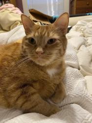 Lost Male Cat last seen St Clair Ave and Chatsworth, Saint Paul, MN 55116