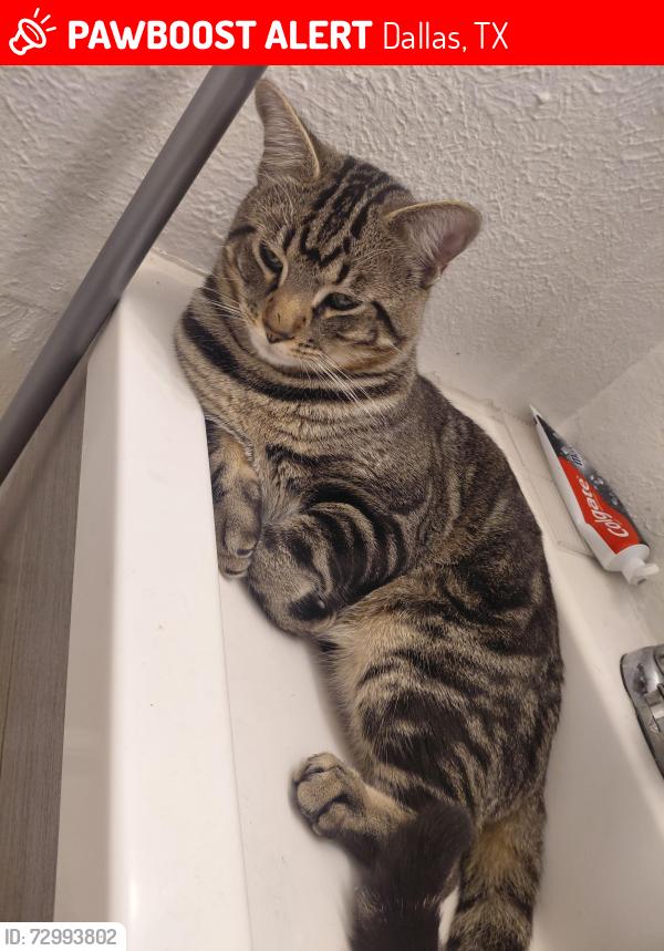 Lost Male Cat last seen Walnut hill ln y wallbrook dr , Dallas, TX 75238