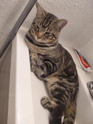 Lost Male Cat last seen Walnut hill ln y wallbrook dr , Dallas, TX 75238
