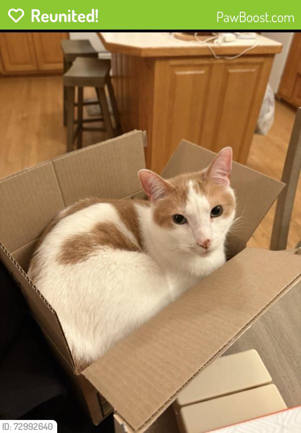 Reunited Male Cat last seen Andover MN, Andover, MN 55304