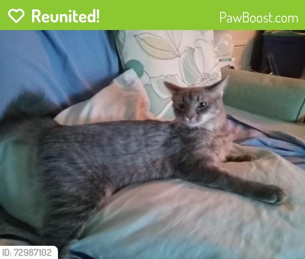 Reunited Female Cat last seen Inside Vendome Village near Belcher Rd & 84th St., Pinellas Park, FL 33781