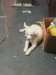 Found/Stray Male Dog last seen Richmond and Brown, Waxahachie, TX 75165