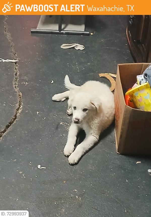 Found/Stray Male Dog last seen Richmond and Brown, Waxahachie, TX 75165