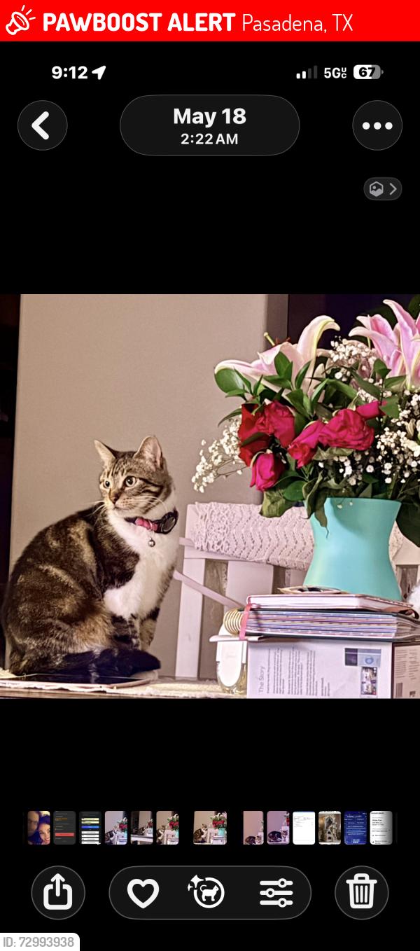 Lost Female Cat last seen Pluckers restaurant, Pasadena, TX 77506