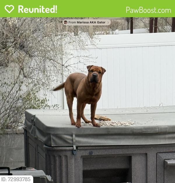 Reunited Male Dog last seen Near North Highway 89, Bountiful, UT 84010