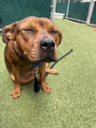 Shelter Stray Female Dog last seen Near E 169th Street, BRONX, NY, 10452, 326 E 110th St, New York, NY 10029, USA
