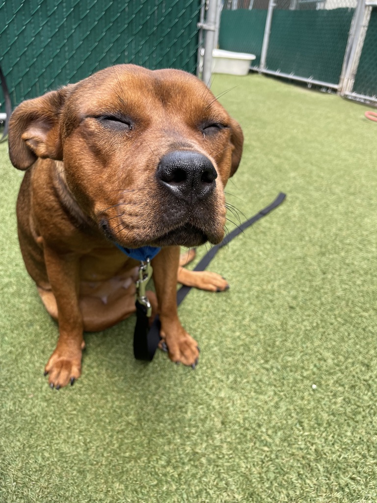 Shelter Stray Female Dog last seen Near E 169th Street, BRONX, NY, 10452, 326 E 110th St, New York, NY 10029, USA