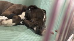Shelter Stray Male Dog last seen Near W 71st Street, NEW YORK, NY, 10023, 326 E 110th St, New York, NY 10029, USA