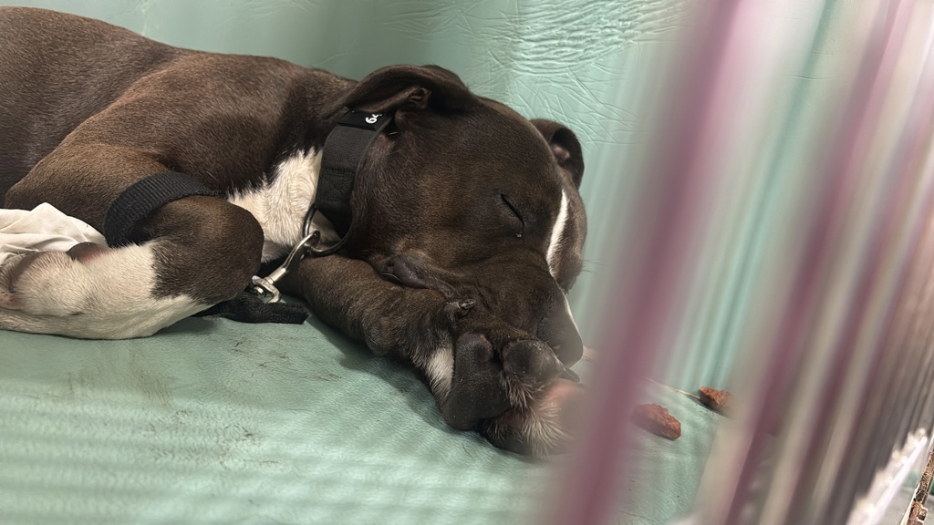 Shelter Stray Male Dog last seen Near W 71st Street, NEW YORK, NY, 10023, 326 E 110th St, New York, NY 10029, USA