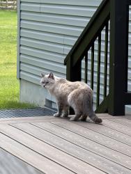 Found/Stray Unknown Cat last seen Short state route 48, Goshen, OH 45122