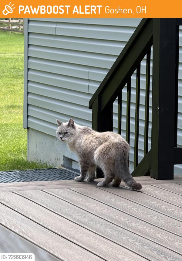 Found/Stray Unknown Cat last seen Short state route 48, Goshen, OH 45122
