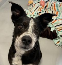 Shelter Stray Male Dog last seen SE 10th Ave and SE Lincoln, OR, 1700 W Historic Columbia River Hwy, Troutdale, OR 97060, USA