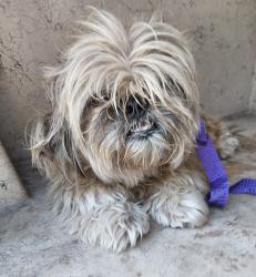 Shelter Stray Male Dog last seen Near Town Homes, LAFAYETTE, LA, 70501, 410 Dugas Rd, Lafayette, LA 70507, USA