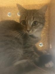 Shelter Stray Female Cat last seen Carpenter Fire Station Road, CARY, NC, 27511, 820 Beacon Lake Dr, Raleigh, NC 27610, USA