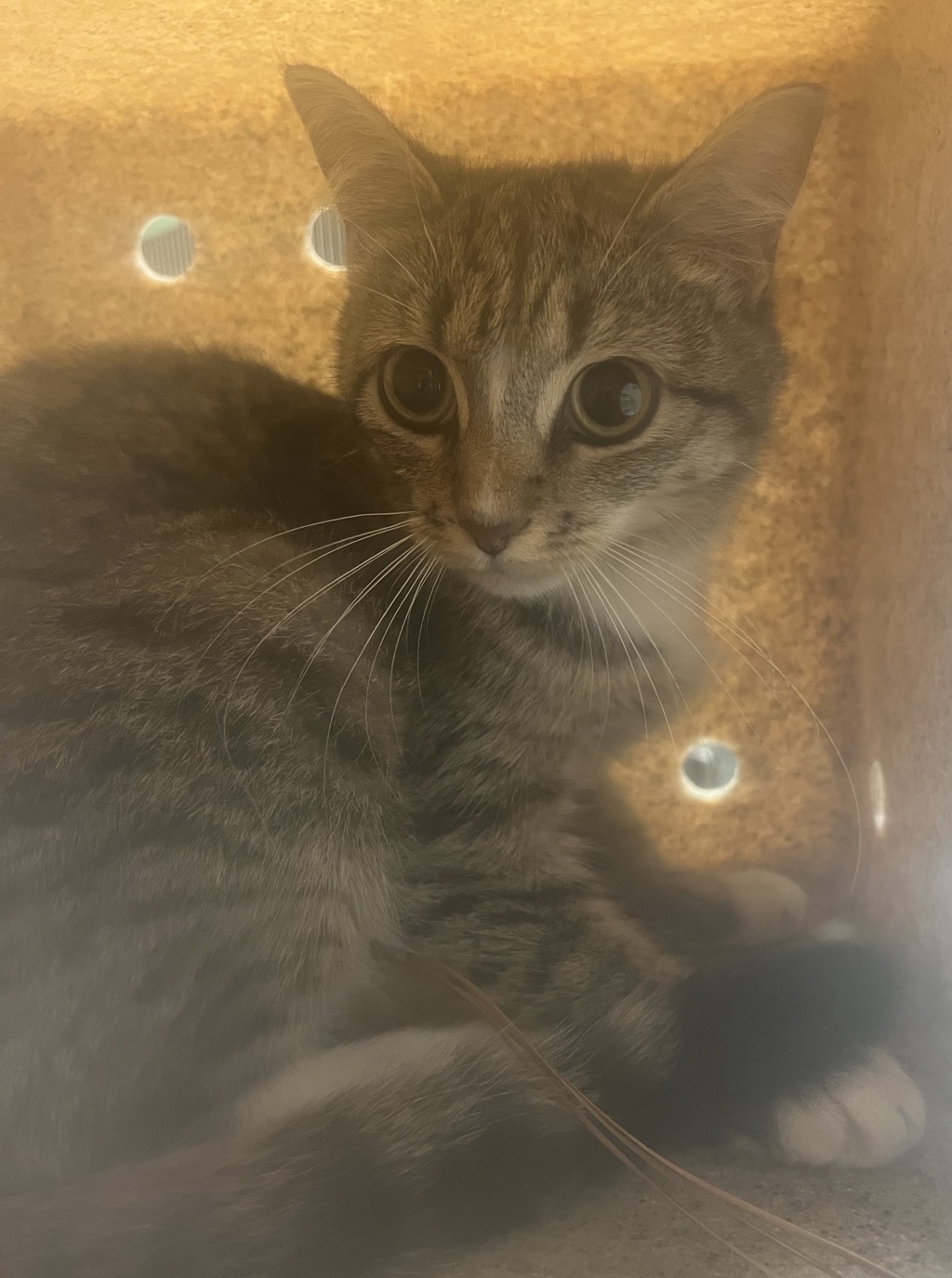 Shelter Stray Female Cat last seen Carpenter Fire Station Road, CARY, NC, 27511, 820 Beacon Lake Dr, Raleigh, NC 27610, USA