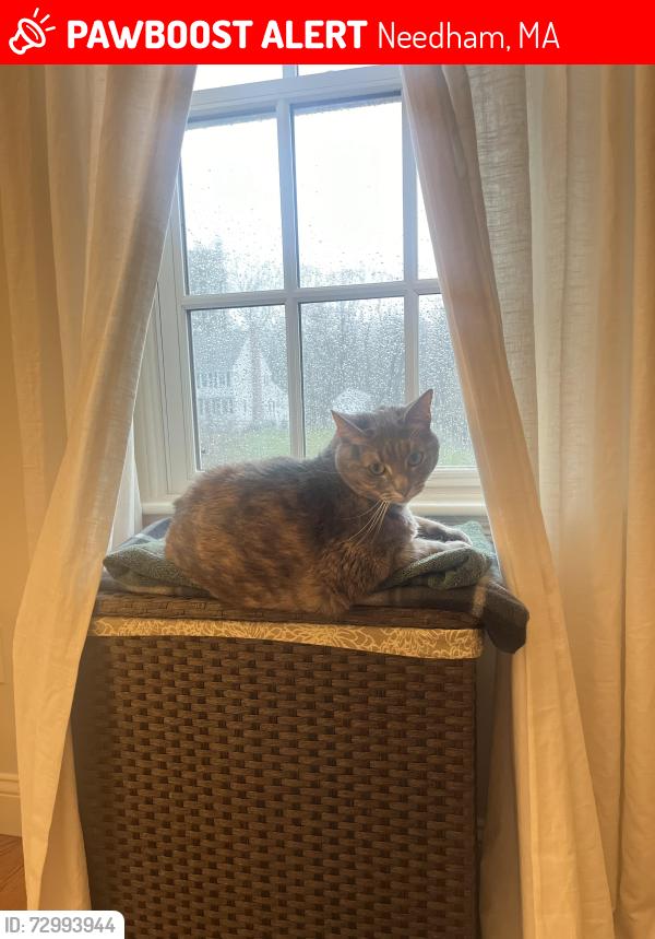 Lost Female Cat last seen Needham Town Forest, Needham, MA 02492
