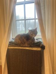 Lost Female Cat last seen Needham Town Forest, Needham, MA 02492