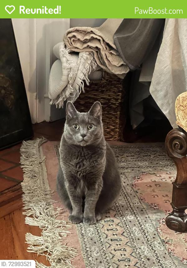 Reunited Female Cat last seen Spruce and 11th, Philadelphia, PA 19107