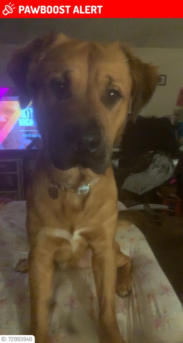 Lost Male Dog last seen Redwood white lake mi neighborhood , White Lake Township, MI 48386