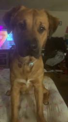 Lost Male Dog last seen Redwood white lake mi neighborhood , White Lake Township, MI 48386