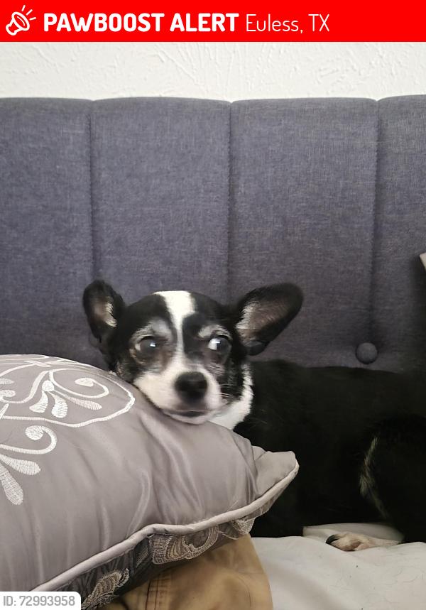 Lost Male Dog last seen Denton dr & fuller wiser, Euless, TX 76039