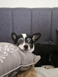Lost Male Dog last seen Denton dr & fuller wiser, Euless, TX 76039