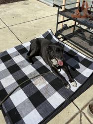 Reunited Female Dog last seen N First St & W Younger Ave, San Jose, CA 95110, USA, San Jose, CA 95110