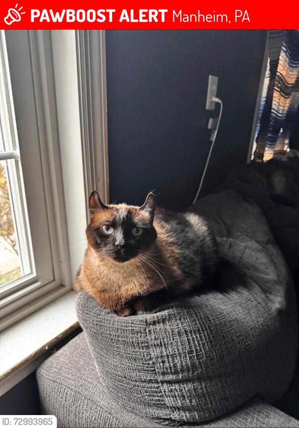 Lost Female Cat last seen meadow road, carol drive, cool spring road, Manheim, PA 17545