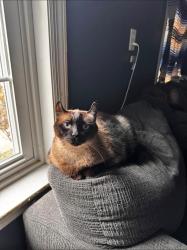 Lost Female Cat last seen meadow road, carol drive, cool spring road, Manheim, PA 17545