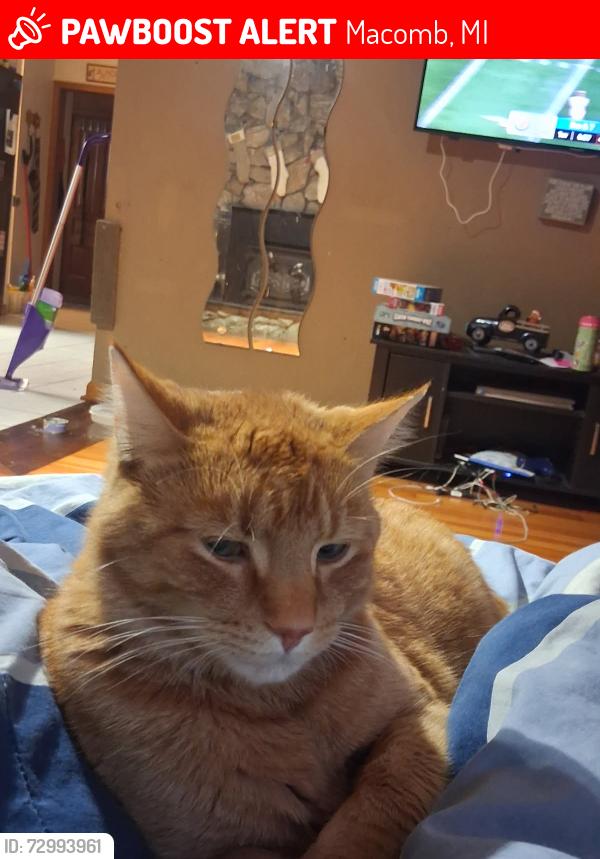 Lost Male Cat last seen Near and romeo plank, Macomb, MI 48044