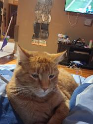 Lost Male Cat last seen Near and romeo plank, Macomb, MI 48044