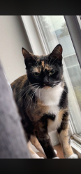Lost Female Cat last seen Sumas Ave & Garfield , Sumas, WA 98295