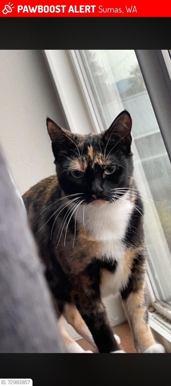 Lost Female Cat last seen Sumas Ave & Garfield , Sumas, WA 98295