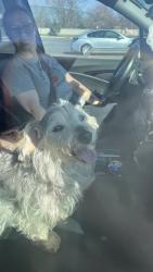 Lost Male Dog last seen Dominos, Columbia, MO 65202