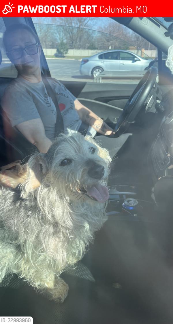 Lost Male Dog last seen Dominos, Columbia, MO 65202