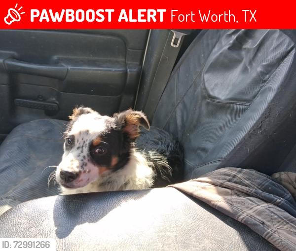 Lost Unknown Cat last seen Motel 6 Lake Worth, Fort Worth, TX 76107