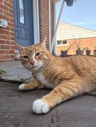 Found/Stray Male Cat last seen Thomson and Lindbergh , Roslyn, PA 19001