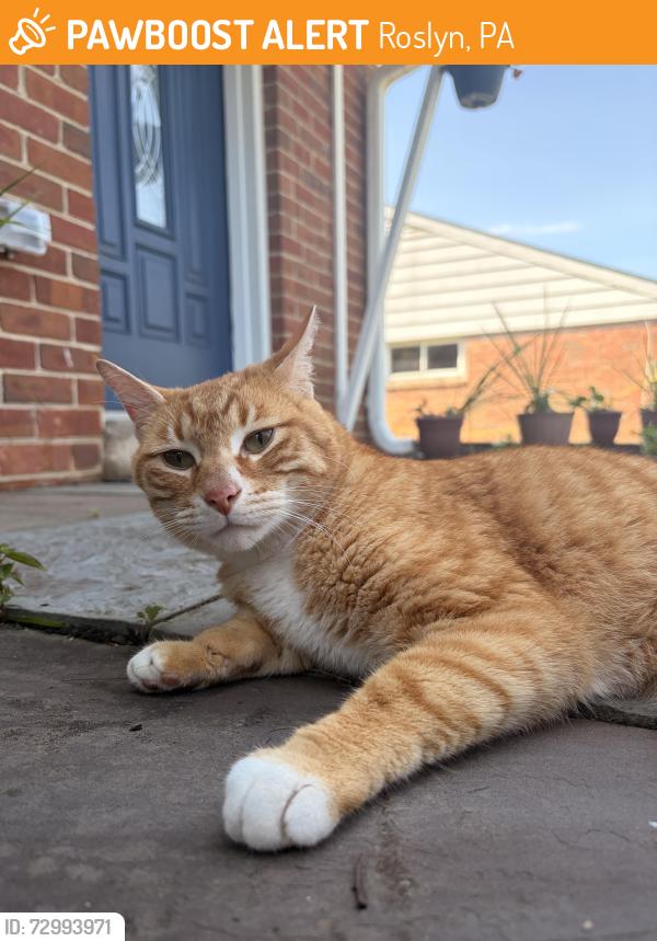 Found/Stray Male Cat last seen Thomson and Lindbergh , Roslyn, PA 19001