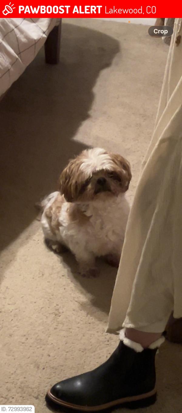Lost Male Dog last seen Harlan and 3rd , Lakewood, CO 80226