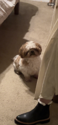 Lost Male Dog last seen Harlan and 3rd , Lakewood, CO 80226