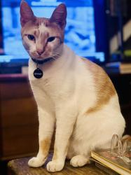 Reunited Female Cat last seen Franklin , Los Angeles, CA 90028