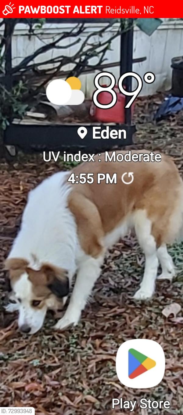 Lost Female Dog last seen Grooms Rd Prickle Rd , Reidsville, NC 27320